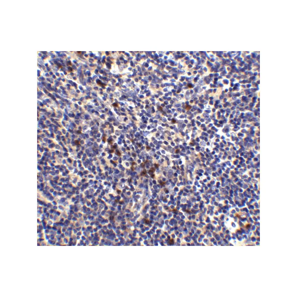 ProSci 4809_S S1P1 Antibody, ProSci, 0.02 mg/Unit Tertiary Image