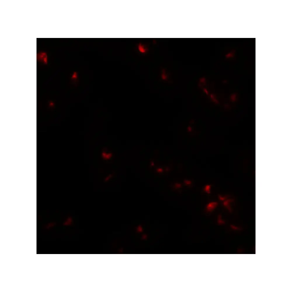 ProSci 5751_S SAE2 Antibody, ProSci, 0.02 mg/Unit Tertiary Image