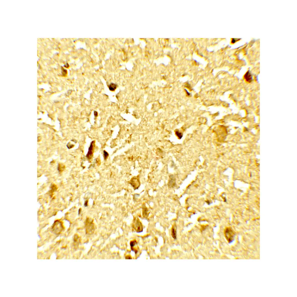 ProSci 8005 SAMHD1 (phospho Thr592) Antibody, ProSci, 0.1 mg/Unit Tertiary Image