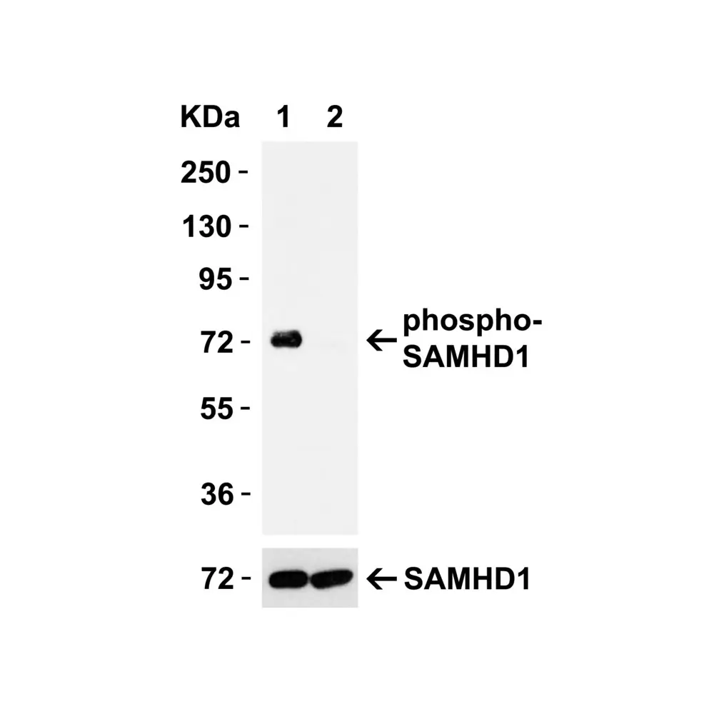 ProSci 8005 SAMHD1 (phospho Thr592) Antibody, ProSci, 0.1 mg/Unit Secondary Image