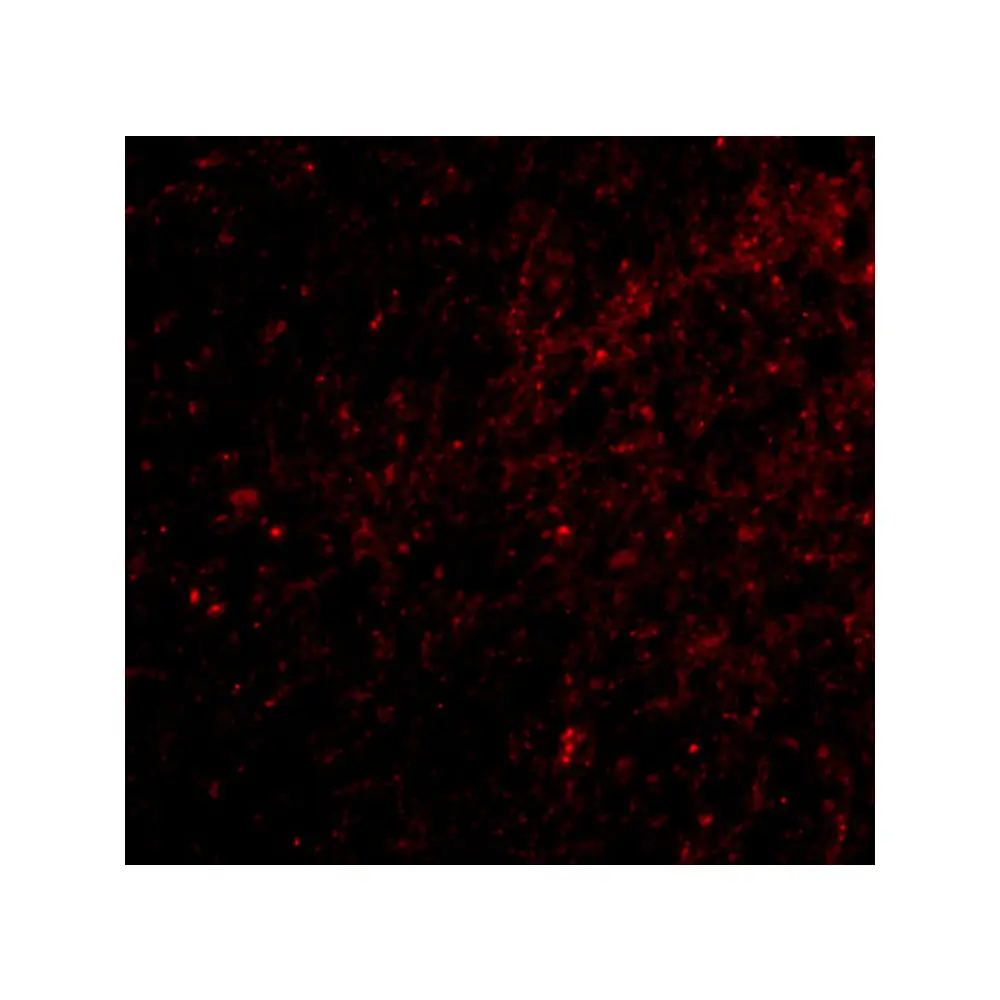 ProSci 4411 SAPAP3 Antibody, ProSci, 0.1 mg/Unit Tertiary Image