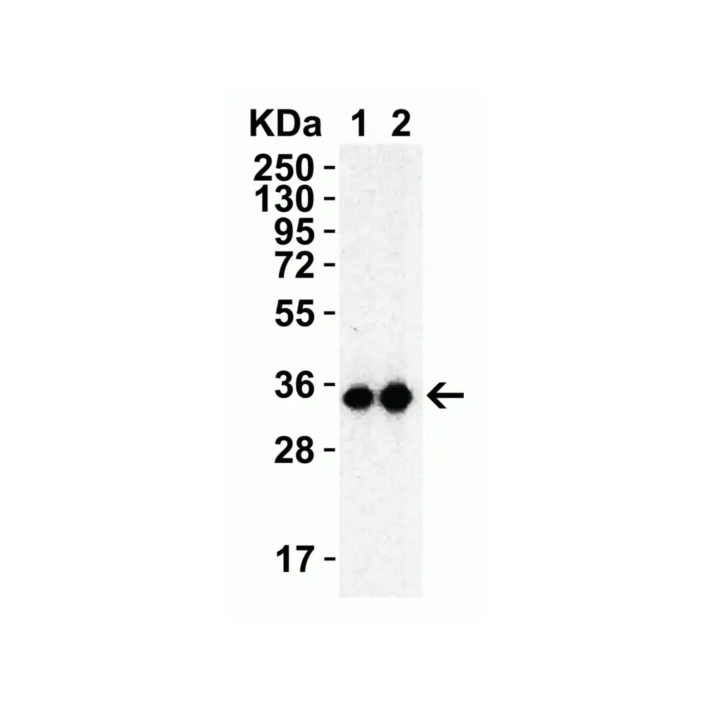 ProSci 9153 SARS-CoV-2 (COVID-19) 3CL-PRO (NSP5) Antibody, ProSci, 0.1 mg/Unit Tertiary Image