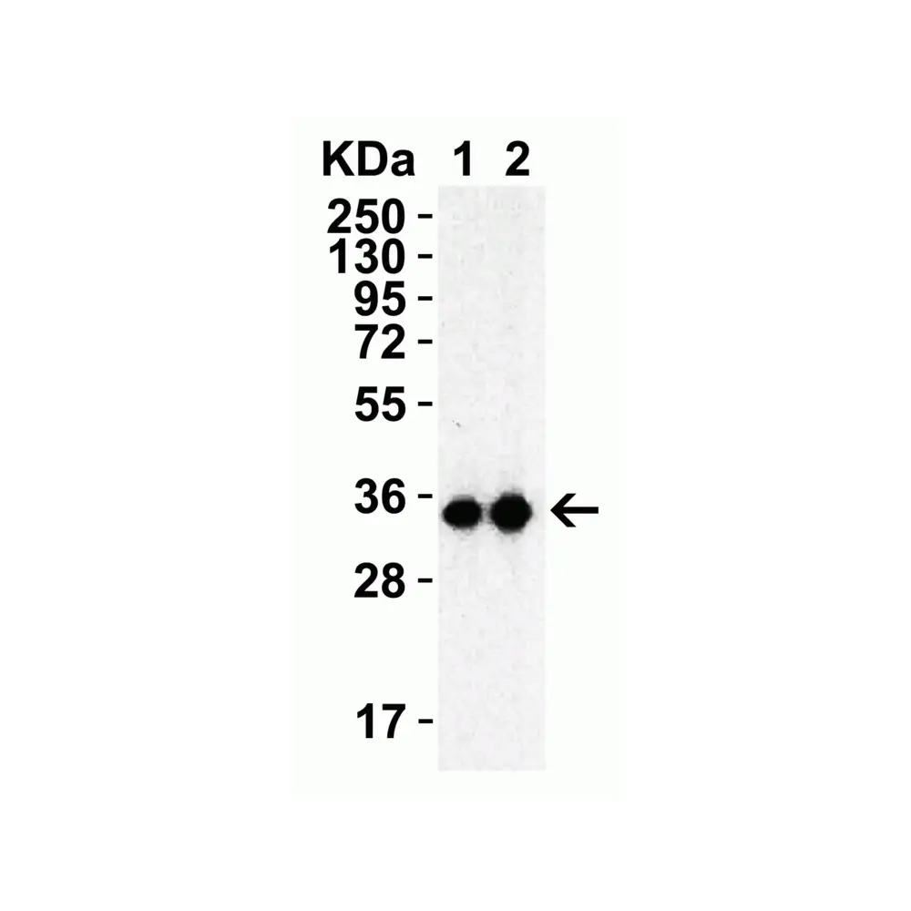 ProSci 9153_S SARS-CoV-2 (COVID-19) 3CL-PRO (NSP5) Antibody, ProSci, 0.02 mg/Unit Tertiary Image