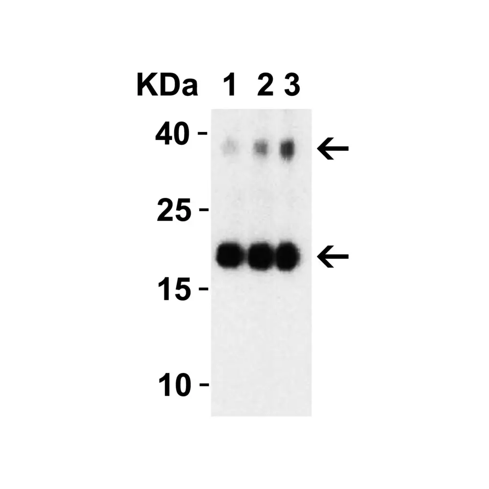 ProSci 9179 SARS-CoV-2 (COVID-19) NSP10 Antibody, ProSci, 0.1 mg/Unit Tertiary Image