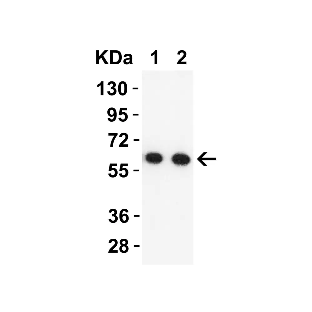 ProSci 9271 SARS-CoV-2 (COVID-19) NSP16 Antibody, ProSci, 0.1 mg/Unit Tertiary Image
