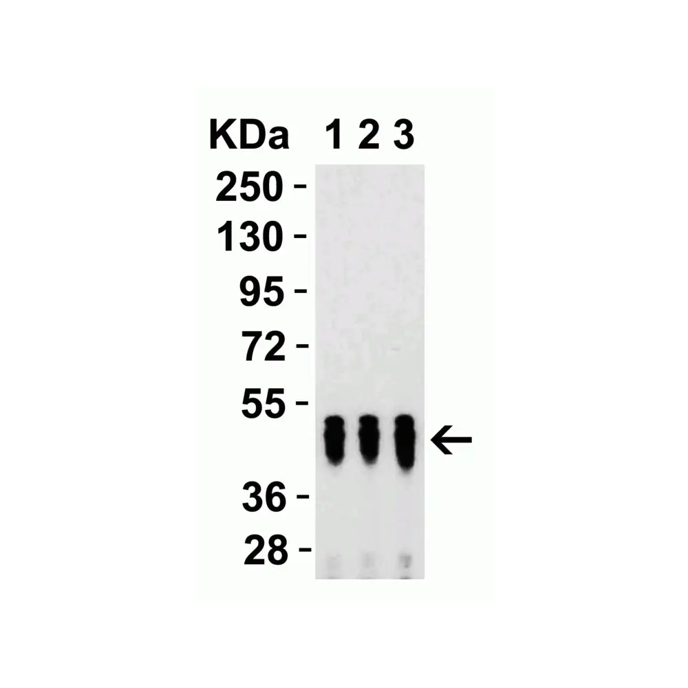 ProSci 9103_S SARS-CoV-2 (COVID-19) Nucleocapsid Antibody, ProSci, 0.02 mg/Unit Secondary Image
