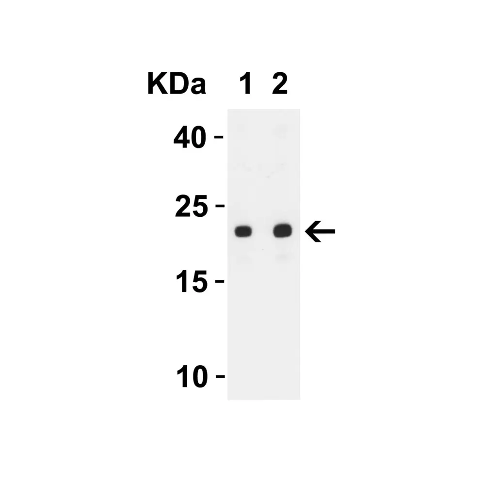 ProSci 9279_S SARS-CoV-2 (COVID-19) ORF3b Antibody, ProSci, 0.02 mg/Unit Tertiary Image