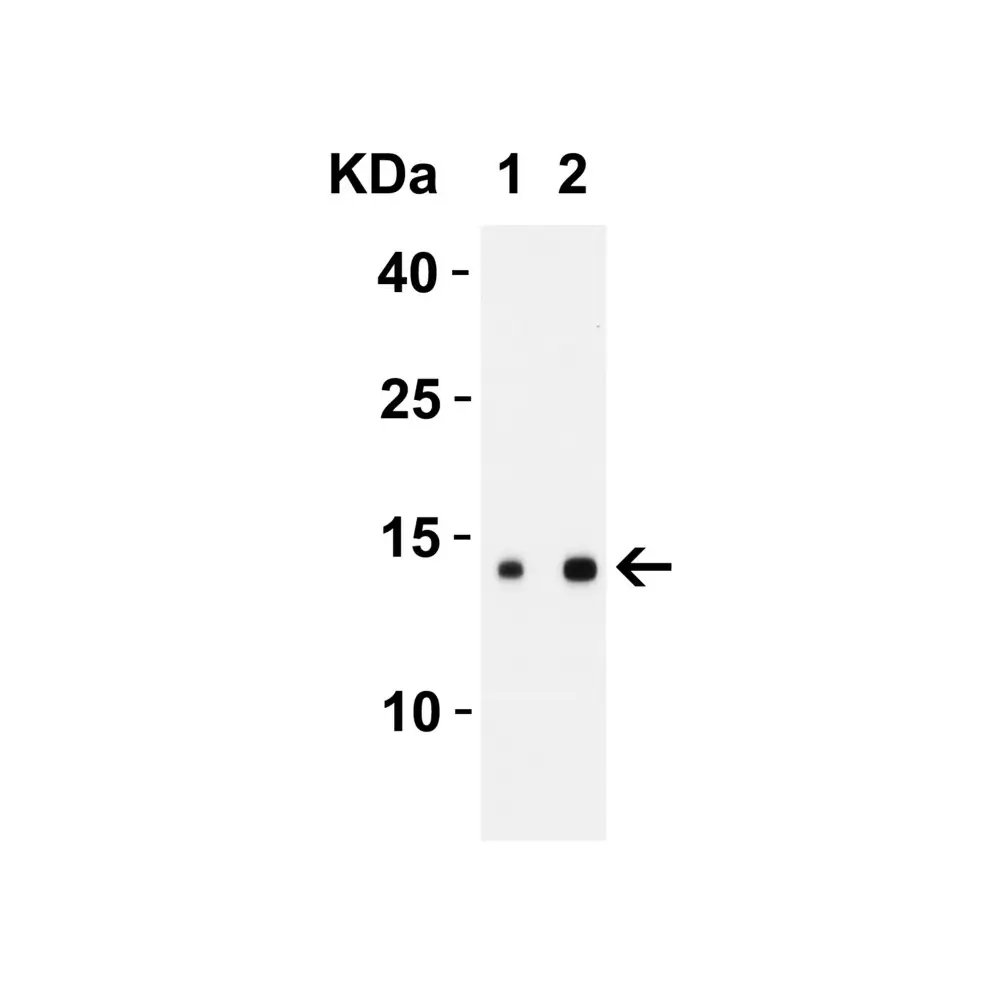 ProSci 9287 SARS-CoV-2 (COVID-19) ORF8 Antibody, ProSci, 0.1 mg/Unit Tertiary Image