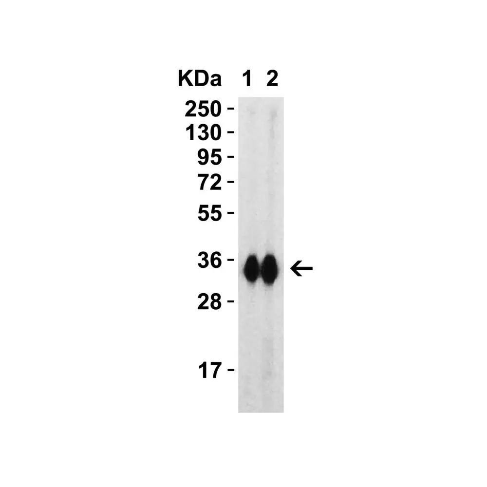 ProSci 9087_S SARS-CoV-2 (COVID-19) Spike RBD Antibody, ProSci, 0.02 mg/Unit Tertiary Image