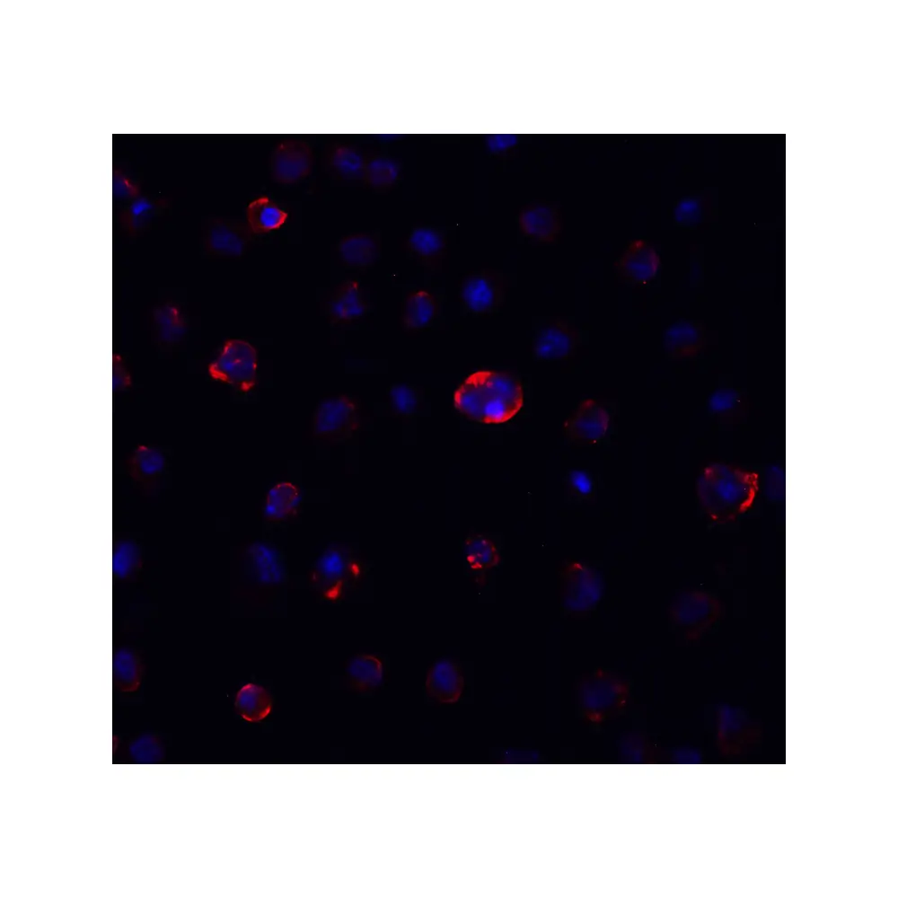 ProSci PM-9428 SARS-CoV-2 (COVID-19) Spike S2 Antibody [4F10], ProSci, 0.1 mg/Unit Tertiary Image