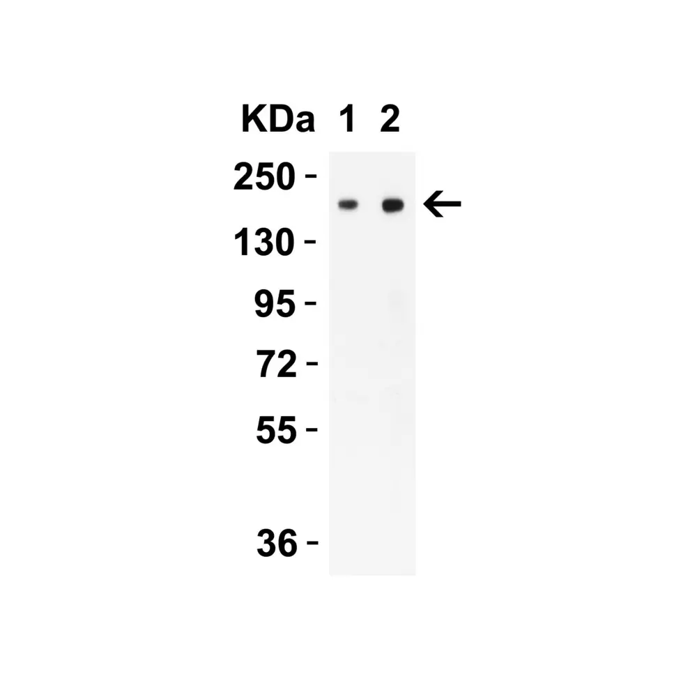 ProSci PM-9428 SARS-CoV-2 (COVID-19) Spike S2 Antibody [4F10], ProSci, 0.1 mg/Unit Secondary Image