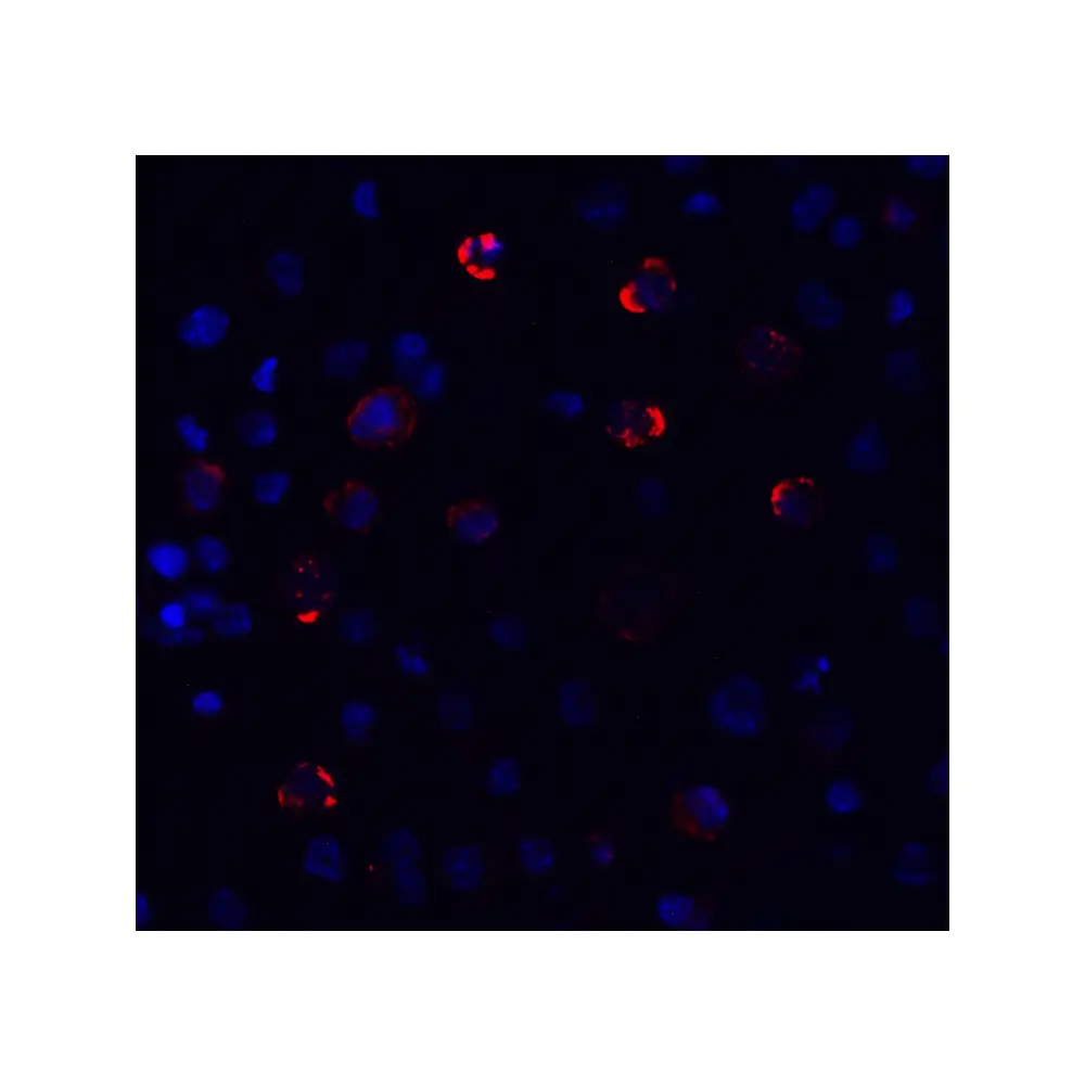 ProSci PM-9429_S SARS-CoV-2 (COVID-19) Spike S2 Antibody [5E6], ProSci, 0.02 mg/Unit Tertiary Image