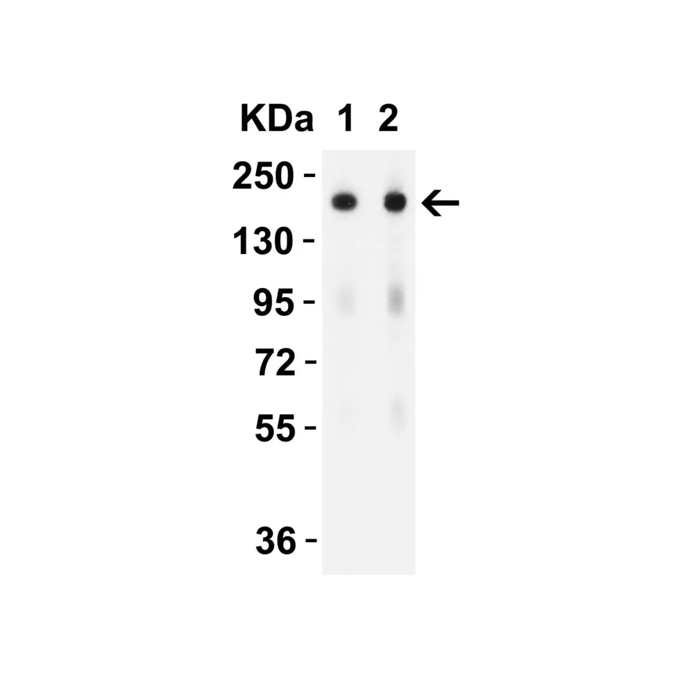 ProSci PM-9429_S SARS-CoV-2 (COVID-19) Spike S2 Antibody [5E6], ProSci, 0.02 mg/Unit Secondary Image