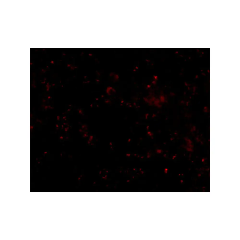 ProSci 5193_S SCARB1 Antibody, ProSci, 0.02 mg/Unit Tertiary Image