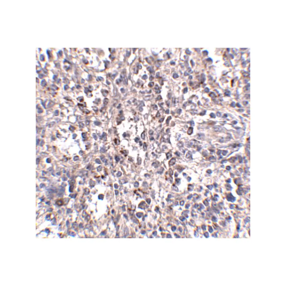 ProSci 5193_S SCARB1 Antibody, ProSci, 0.02 mg/Unit Secondary Image