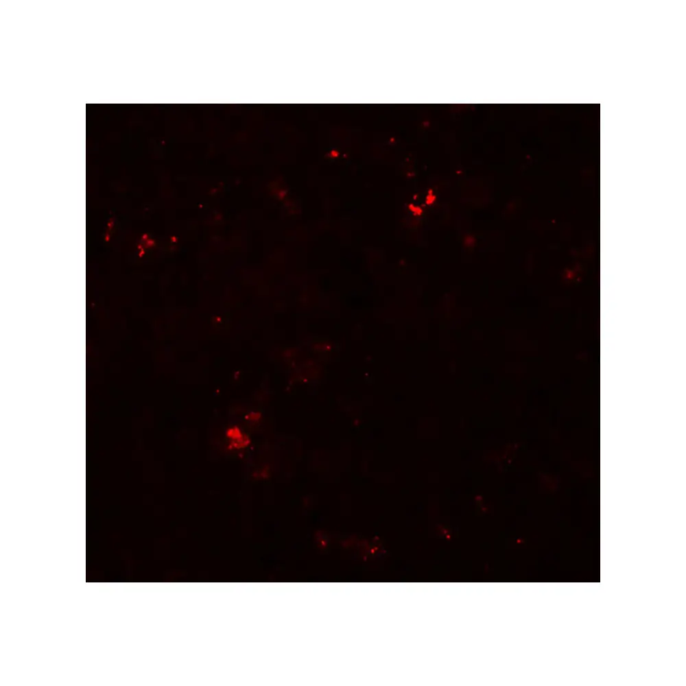 ProSci 7265_S SDPR Antibody, ProSci, 0.02 mg/Unit Tertiary Image