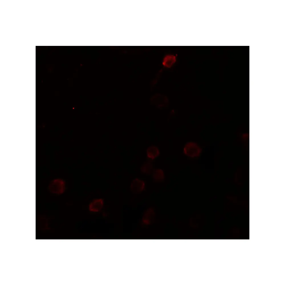 ProSci 6903_S SEPT1 Antibody, ProSci, 0.02 mg/Unit Tertiary Image