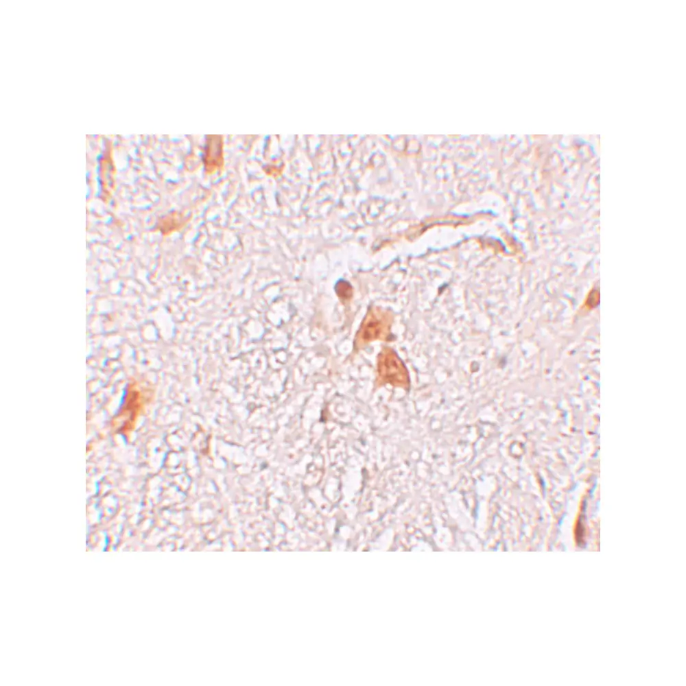 ProSci 6057_S SHISA9 Antibody, ProSci, 0.02 mg/Unit Secondary Image