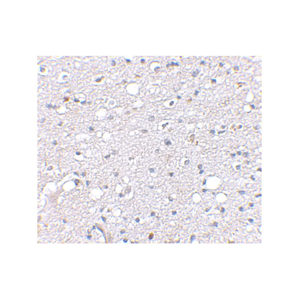 ProSci 4487_S SIRT2 Antibody, ProSci, 0.02 mg/Unit Secondary Image