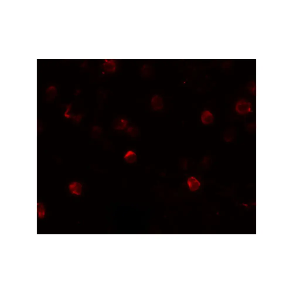 ProSci 6253 SLAMF4 Antibody, ProSci, 0.1 mg/Unit Secondary Image