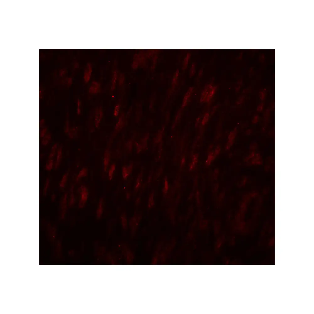 ProSci 8125 SLC29A1 Antibody, ProSci, 0.1 mg/Unit Tertiary Image