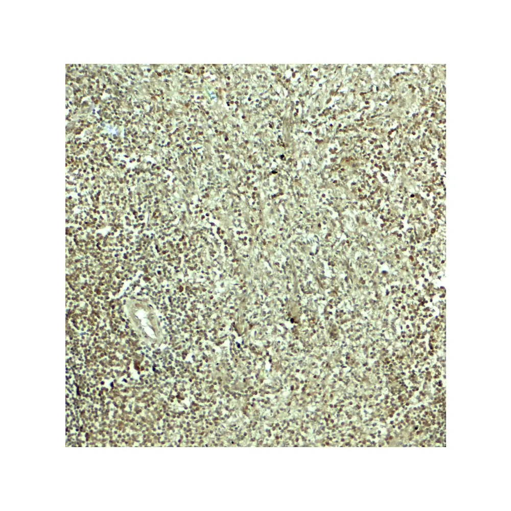 ProSci 8155_S SNRPN Antibody, ProSci, 0.02 mg/Unit Secondary Image