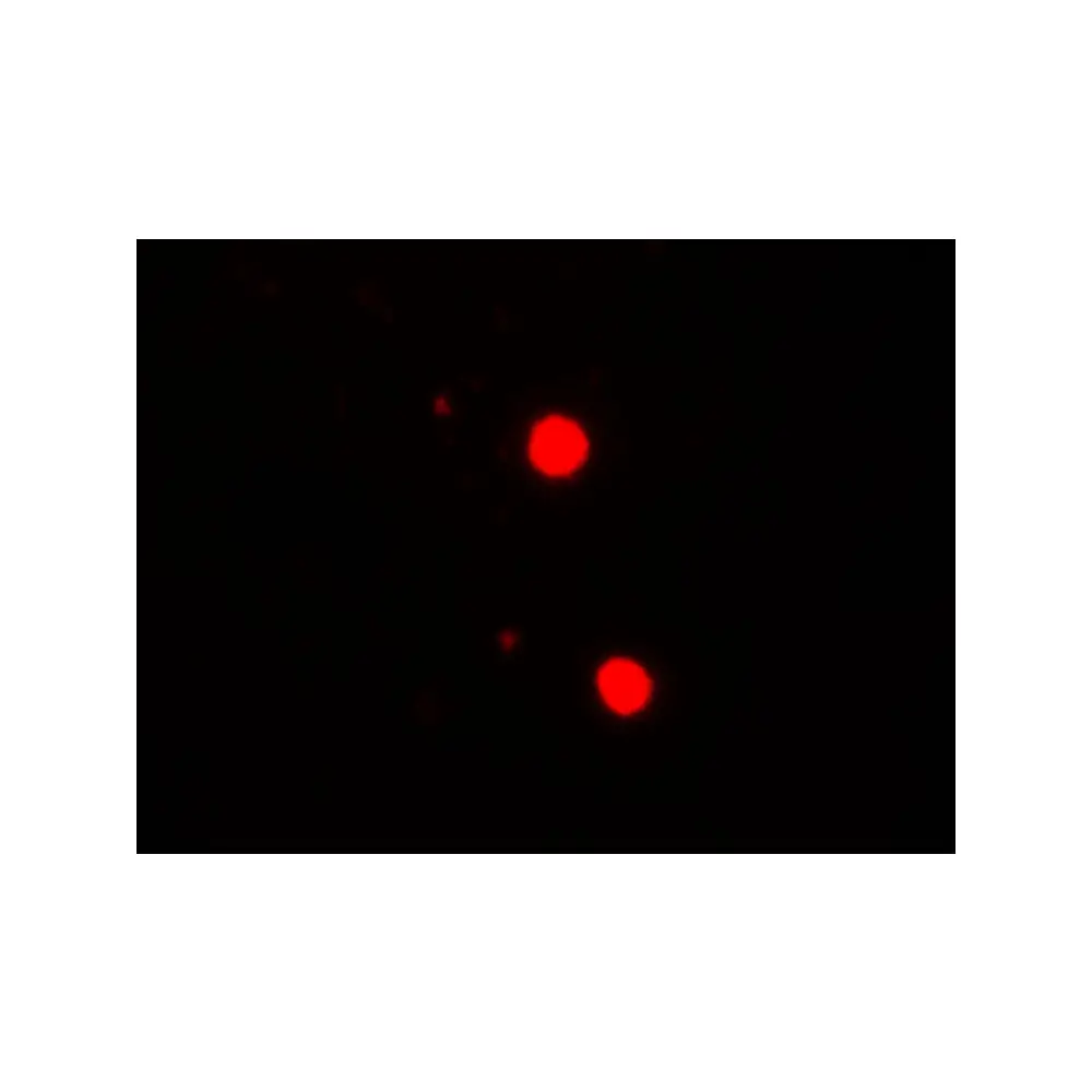 ProSci 7917 SOX17 Antibody, ProSci, 0.1 mg/Unit Secondary Image