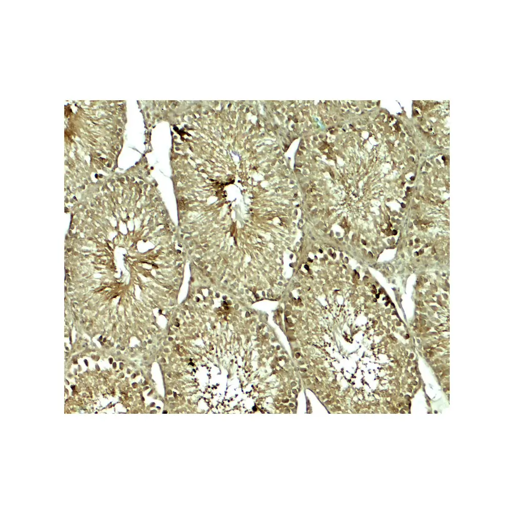 ProSci 8123 SOX4 Antibody, ProSci, 0.1 mg/Unit Secondary Image