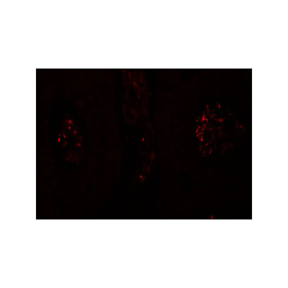 ProSci 6549_S SPATA1 Antibody, ProSci, 0.02 mg/Unit Tertiary Image