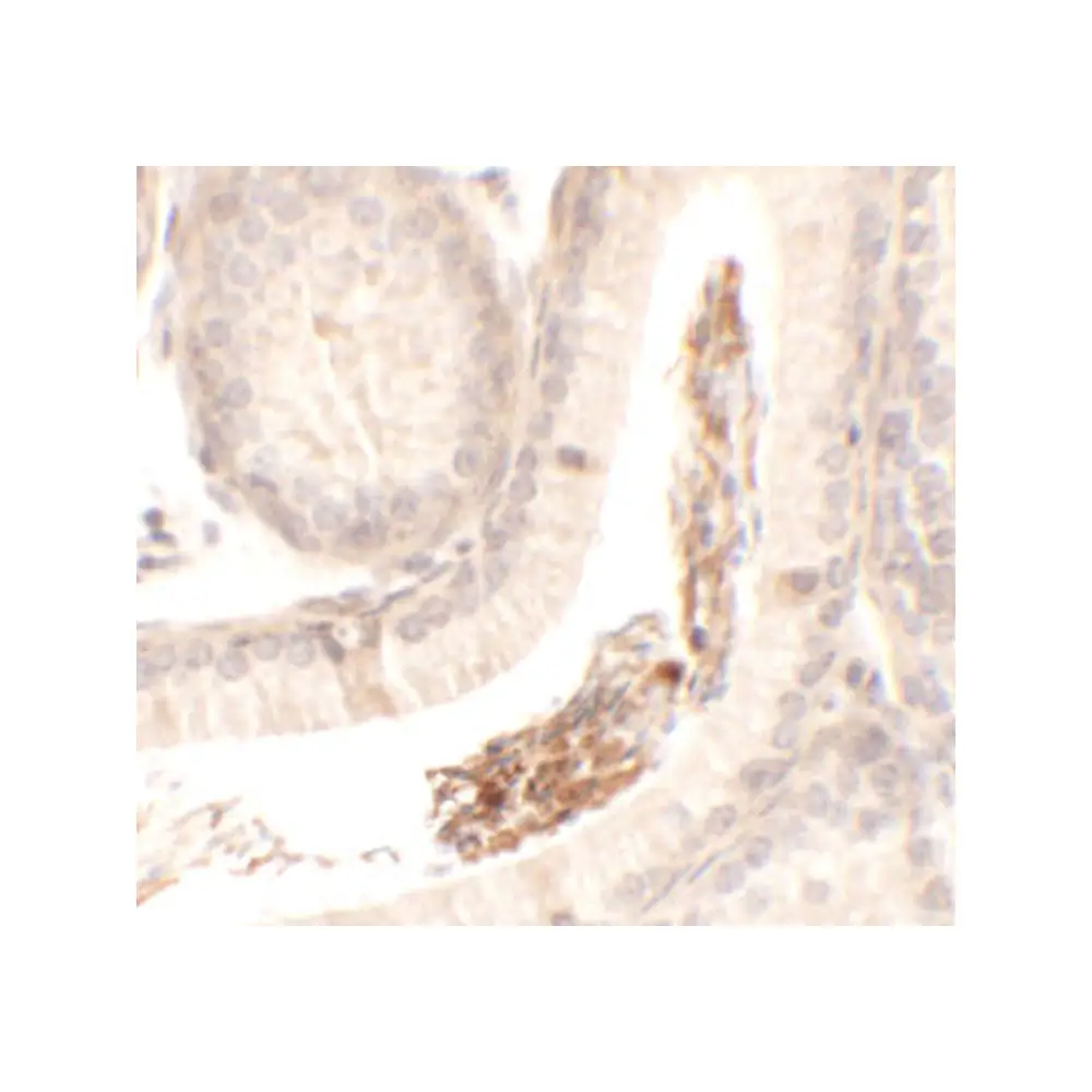 ProSci 6549_S SPATA1 Antibody, ProSci, 0.02 mg/Unit Secondary Image