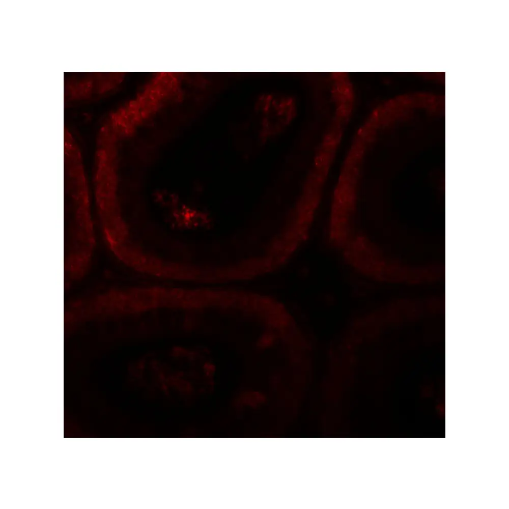 ProSci 6551_S SPATA3 Antibody, ProSci, 0.02 mg/Unit Tertiary Image