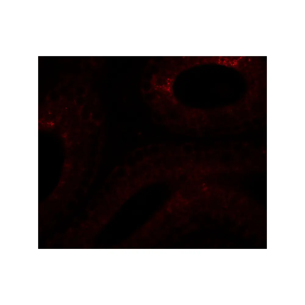 ProSci 6555 SPATA6 Antibody, ProSci, 0.1 mg/Unit Tertiary Image
