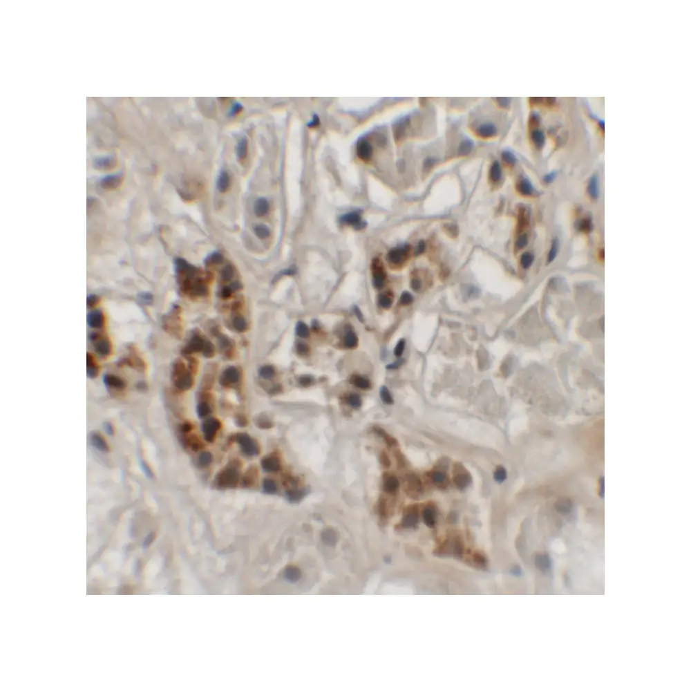 ProSci 6407 SPRYD4 Antibody, ProSci, 0.1 mg/Unit Secondary Image