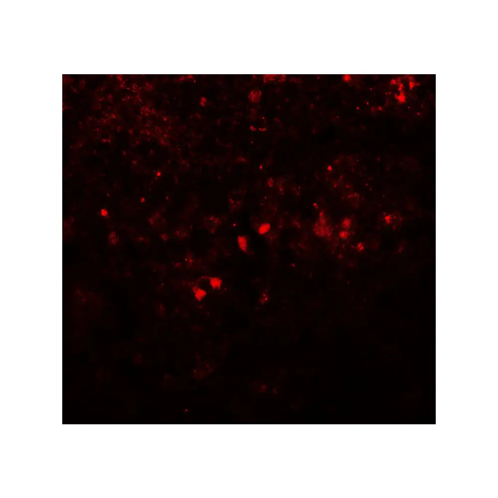 ProSci 7853 SREBF1 Antibody, ProSci, 0.1 mg/Unit Tertiary Image