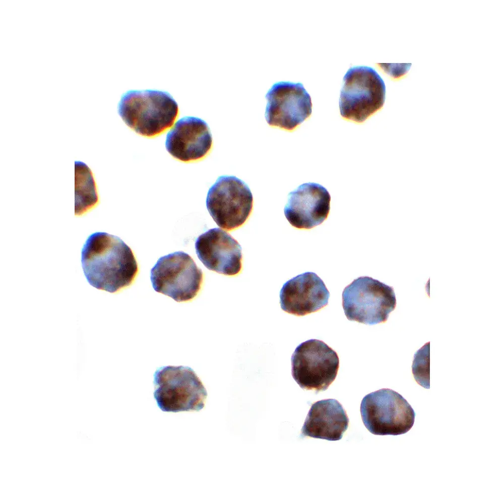 ProSci 8179_S SRSF3 Antibody, ProSci, 0.02 mg/Unit Secondary Image