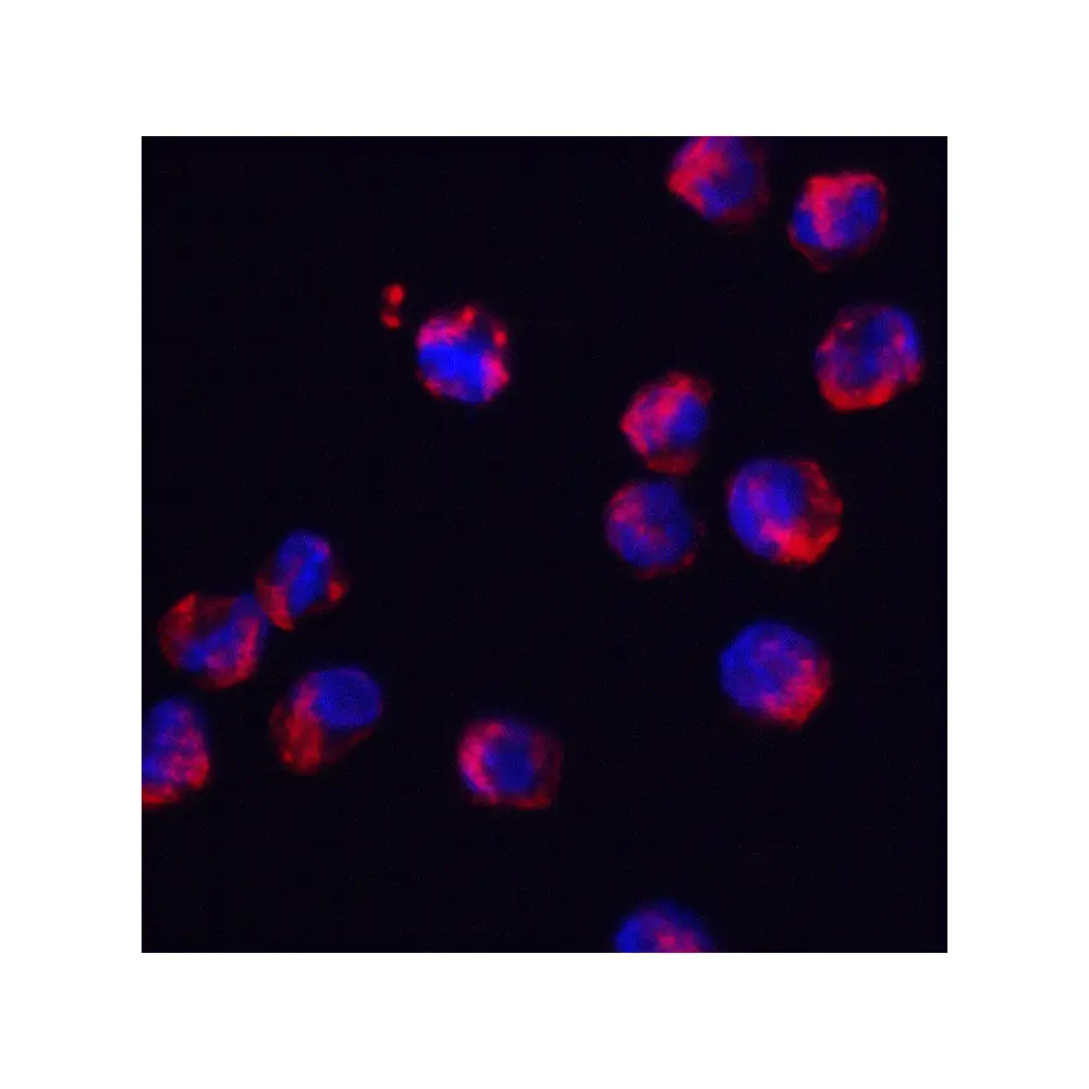 ProSci 8179_S SRSF3 Antibody, ProSci, 0.02 mg/Unit Tertiary Image