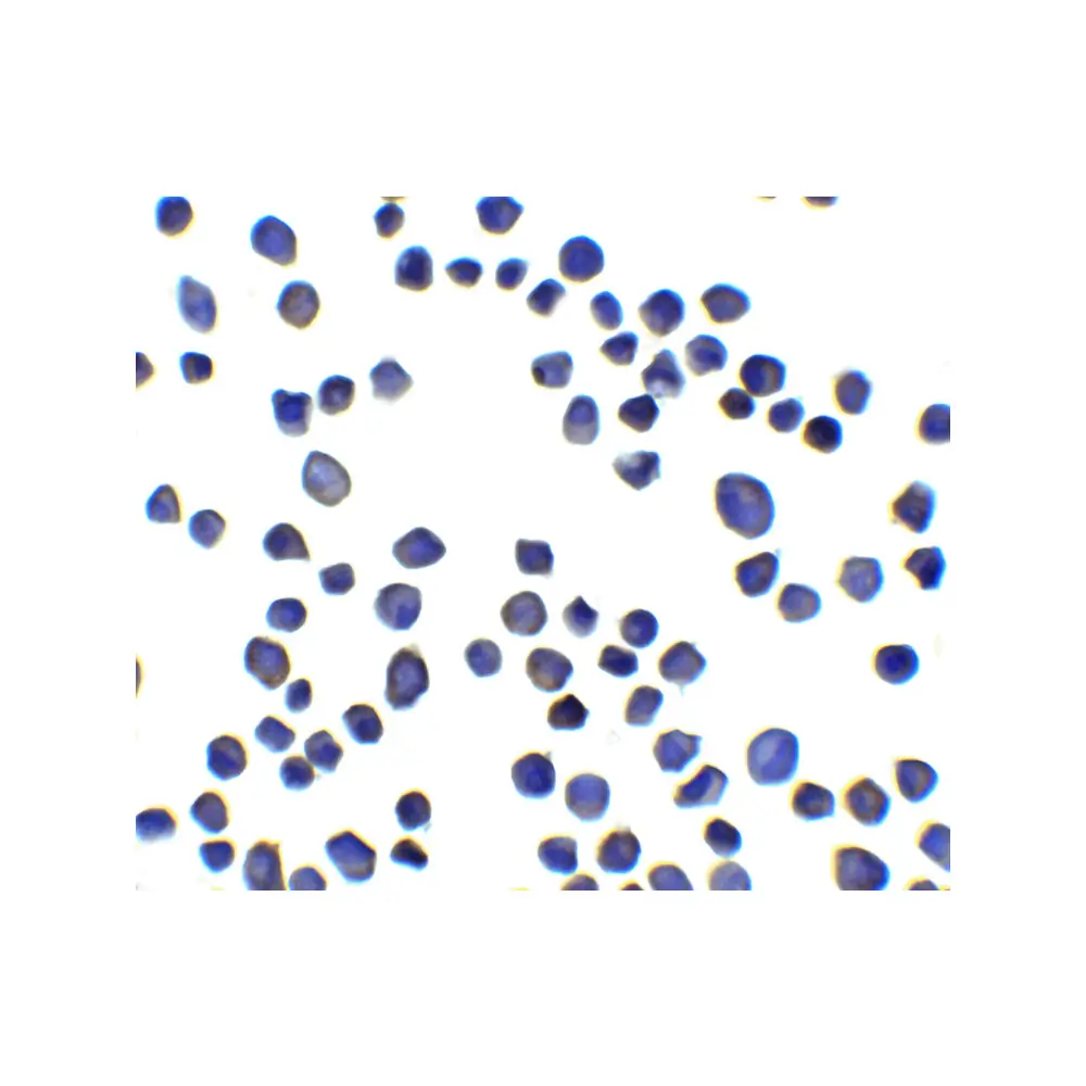 ProSci 8475 SUSD3 Antibody, ProSci, 0.1 mg/Unit Secondary Image