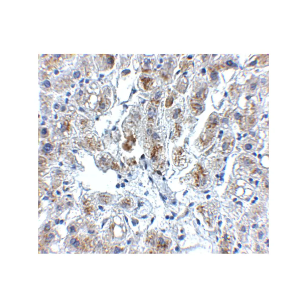 ProSci 5151_S Siglec11 Antibody, ProSci, 0.02 mg/Unit Secondary Image