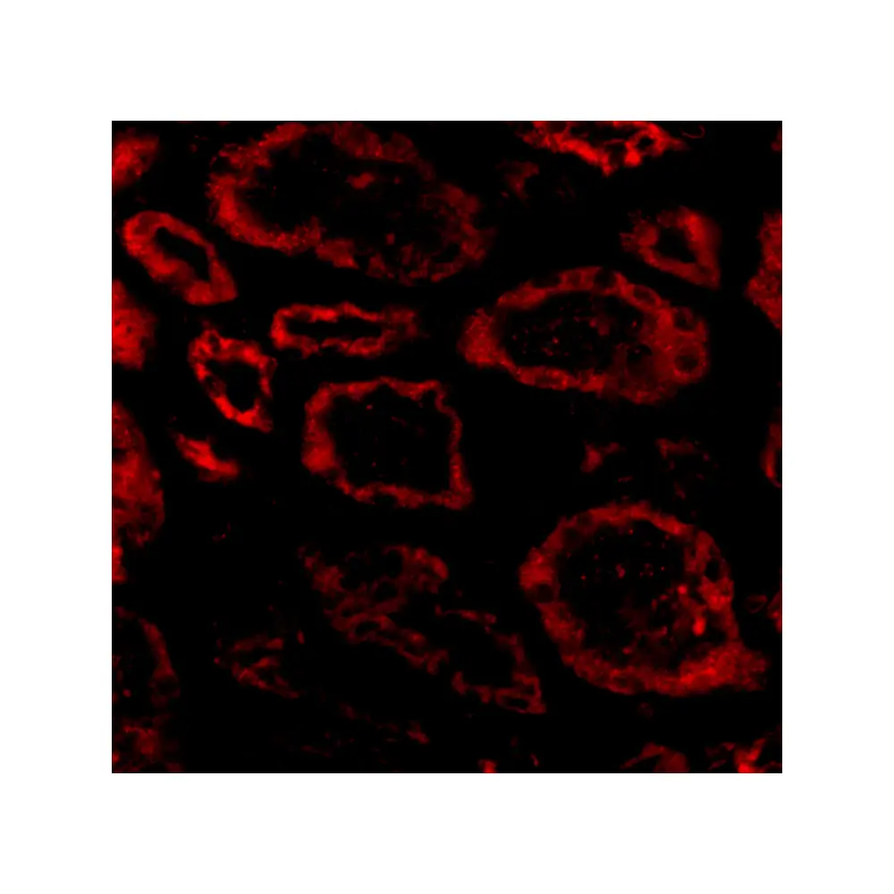 ProSci 2259_S Ski Antibody, ProSci, 0.02 mg/Unit Secondary Image