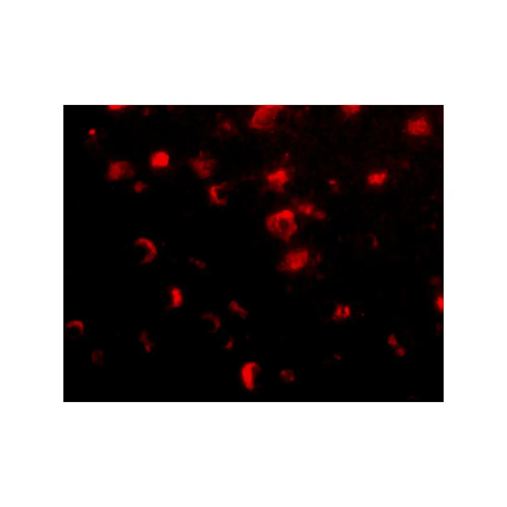 ProSci 4455 Slitrk1 Antibody, ProSci, 0.1 mg/Unit Tertiary Image
