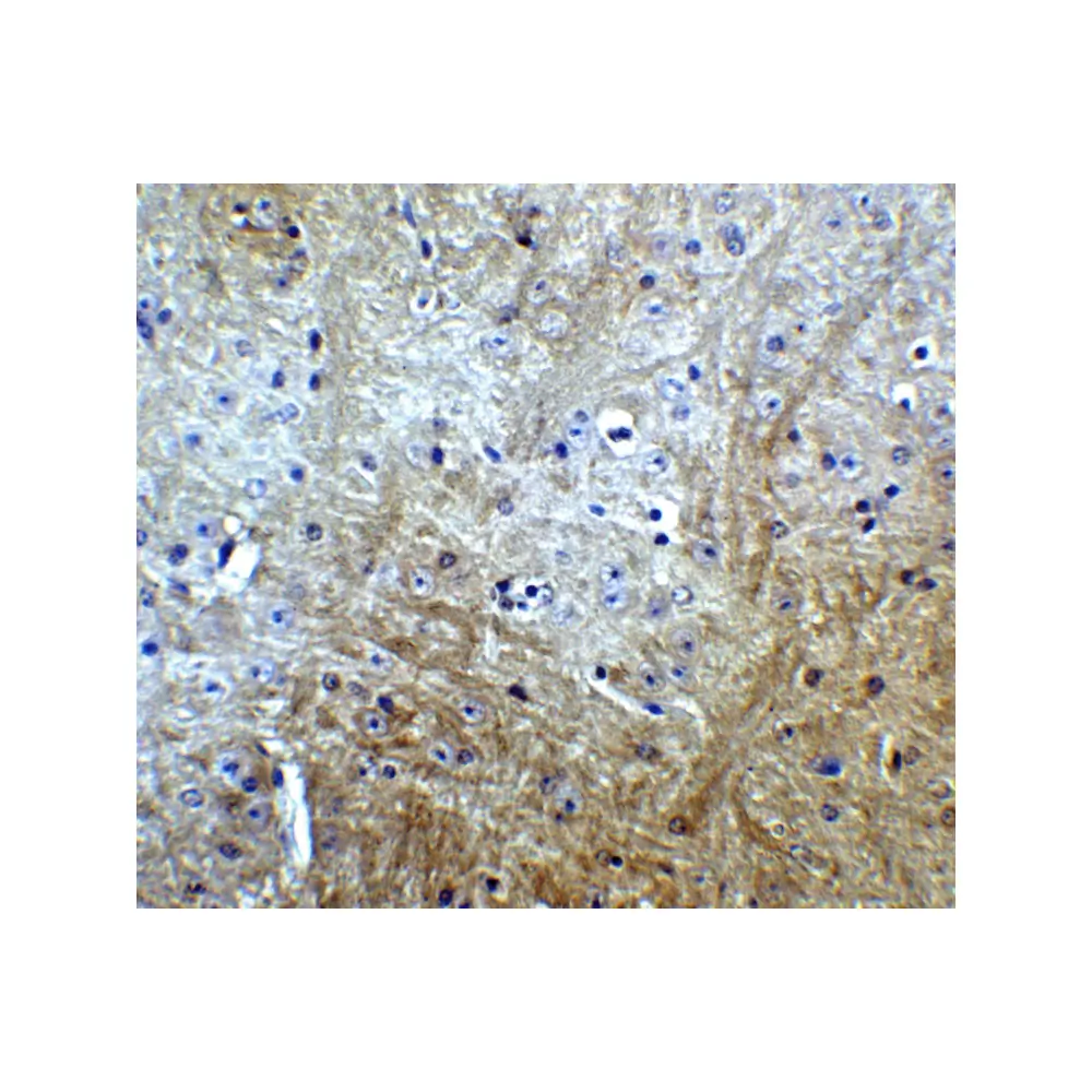 ProSci 4455 Slitrk1 Antibody, ProSci, 0.1 mg/Unit Quaternary Image