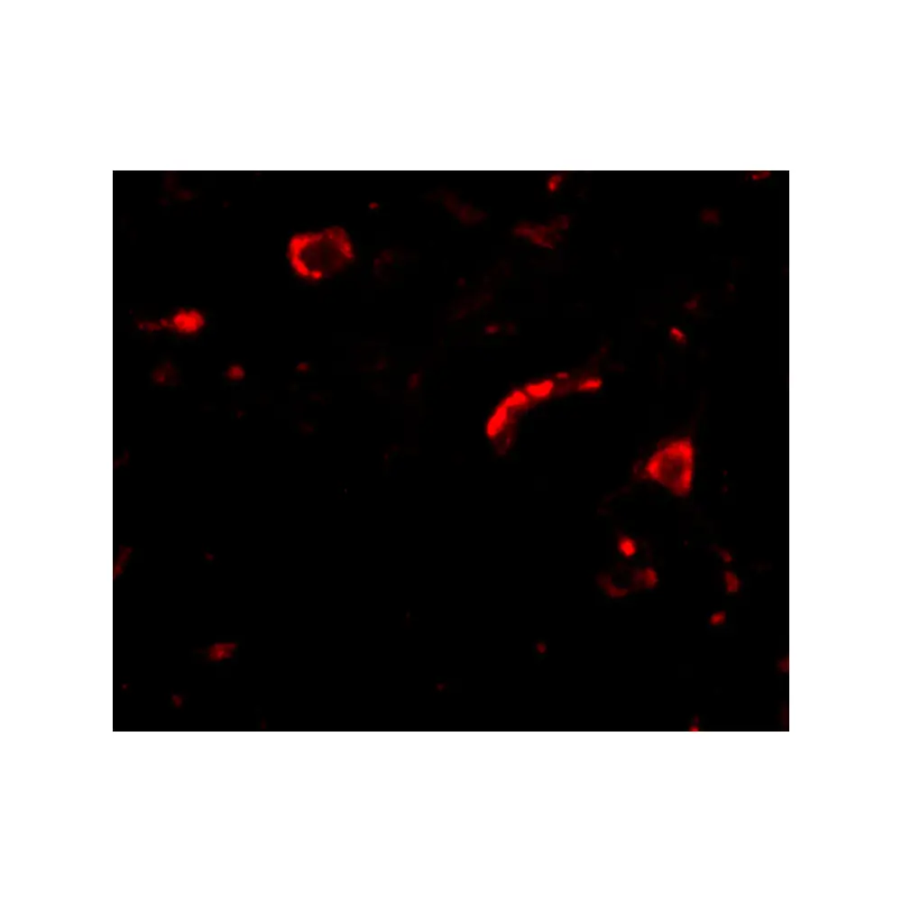 ProSci 4463 Slitrk3 Antibody, ProSci, 0.1 mg/Unit Tertiary Image