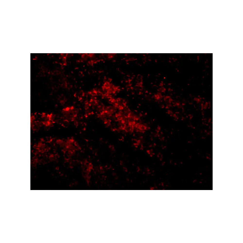 ProSci 2411_S Smac Antibody, ProSci, 0.02 mg/Unit Quaternary Image