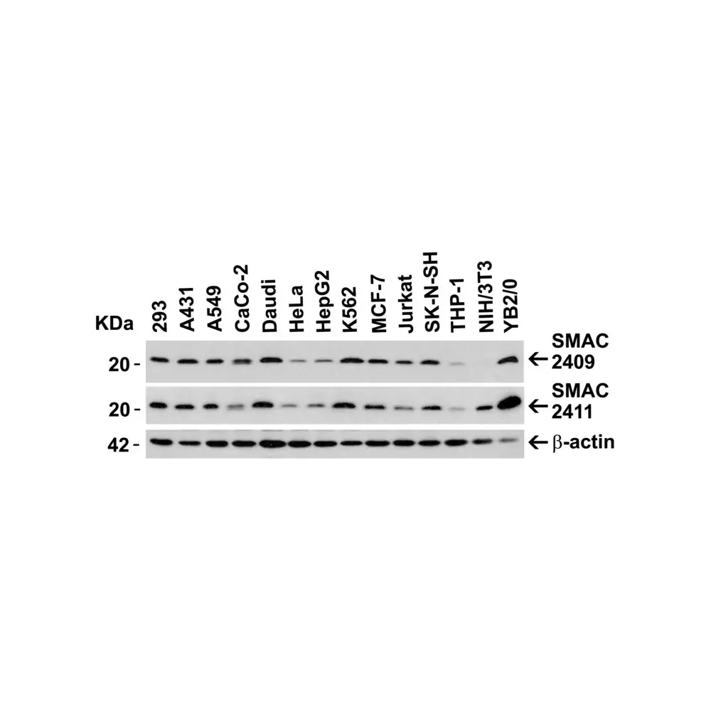 ProSci 2411_S Smac Antibody, ProSci, 0.02 mg/Unit Secondary Image