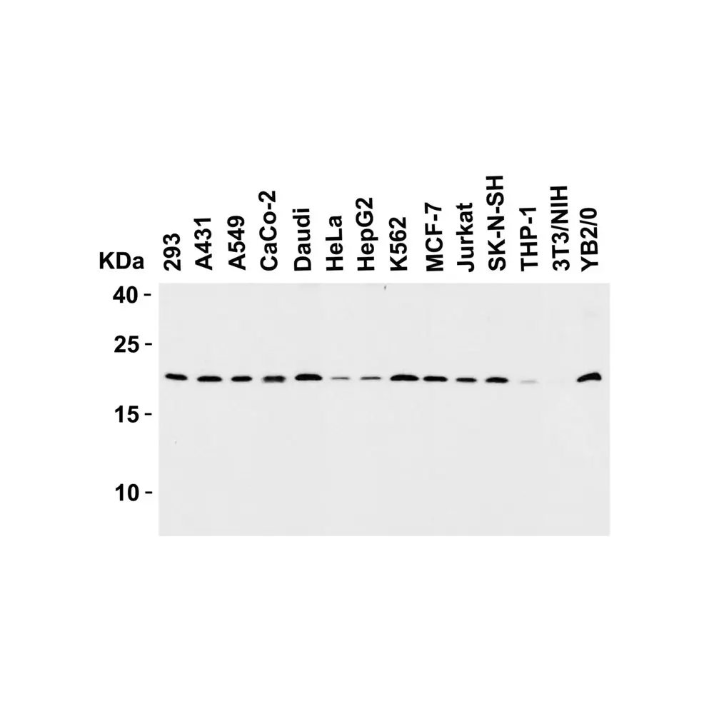 ProSci 2409_S Smac Antibody, ProSci, 0.02 mg/Unit Tertiary Image