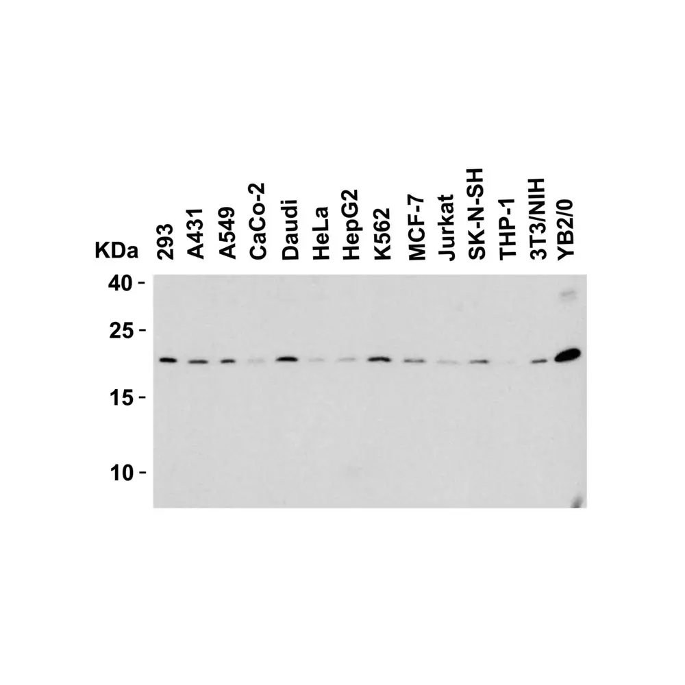ProSci 2411_S Smac Antibody, ProSci, 0.02 mg/Unit Tertiary Image