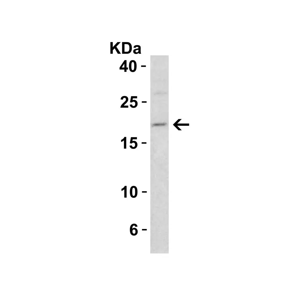ProSci 2409 Smac Antibody, ProSci, 0.1 mg/Unit Quaternary Image