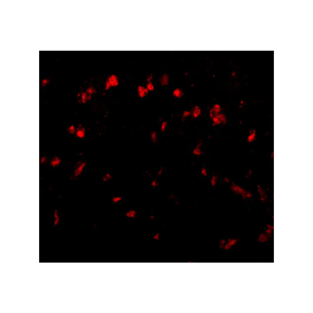 ProSci 4843_S Spred1 Antibody, ProSci, 0.02 mg/Unit Tertiary Image