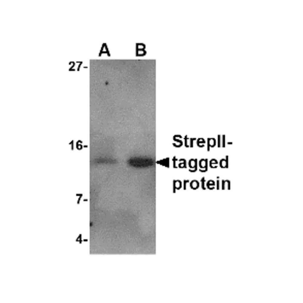 ProSci 4335_S StrepII-tag Antibody, ProSci, 0.02 mg/Unit Secondary Image