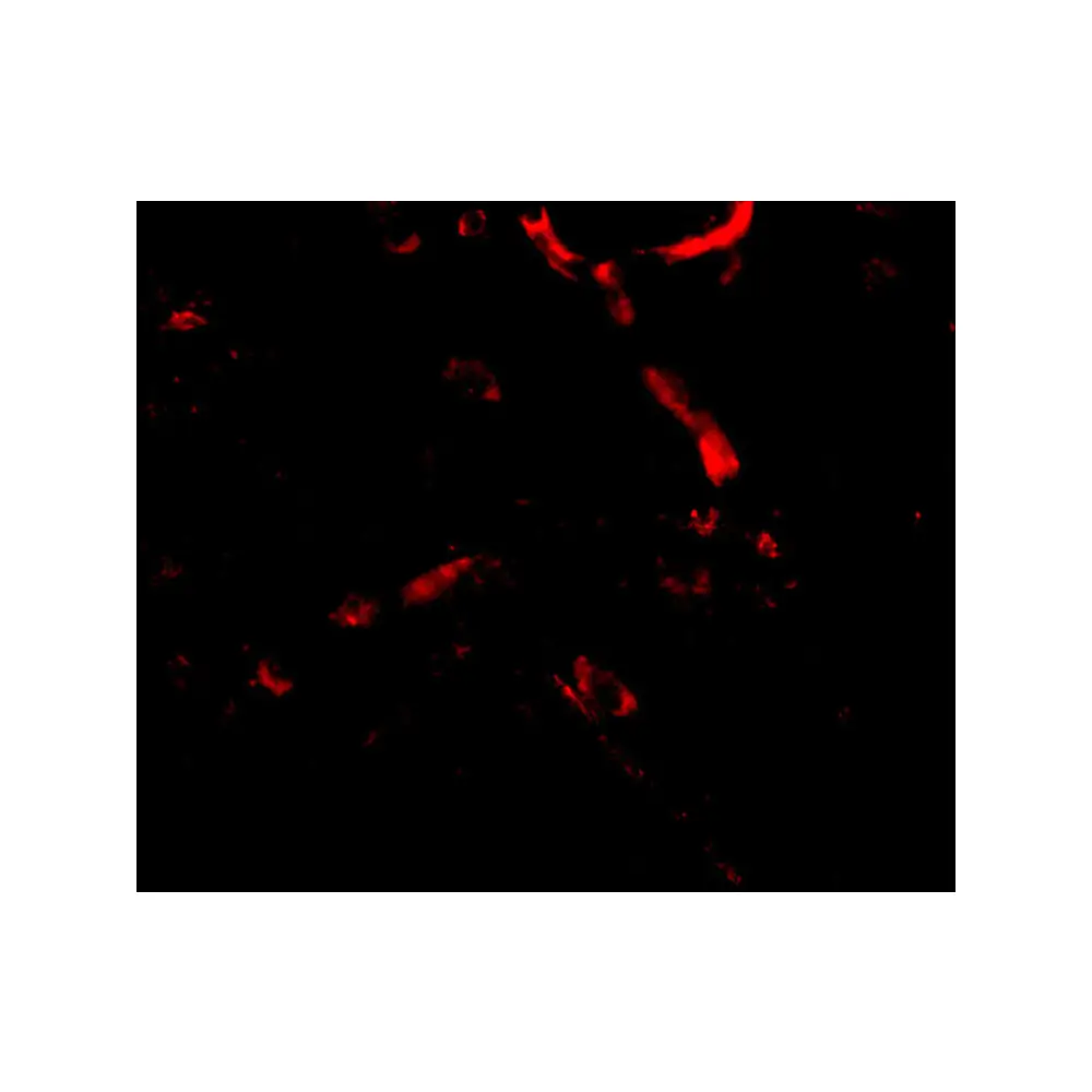 ProSci 4617 Syntaphilin Antibody, ProSci, 0.1 mg/Unit Tertiary Image